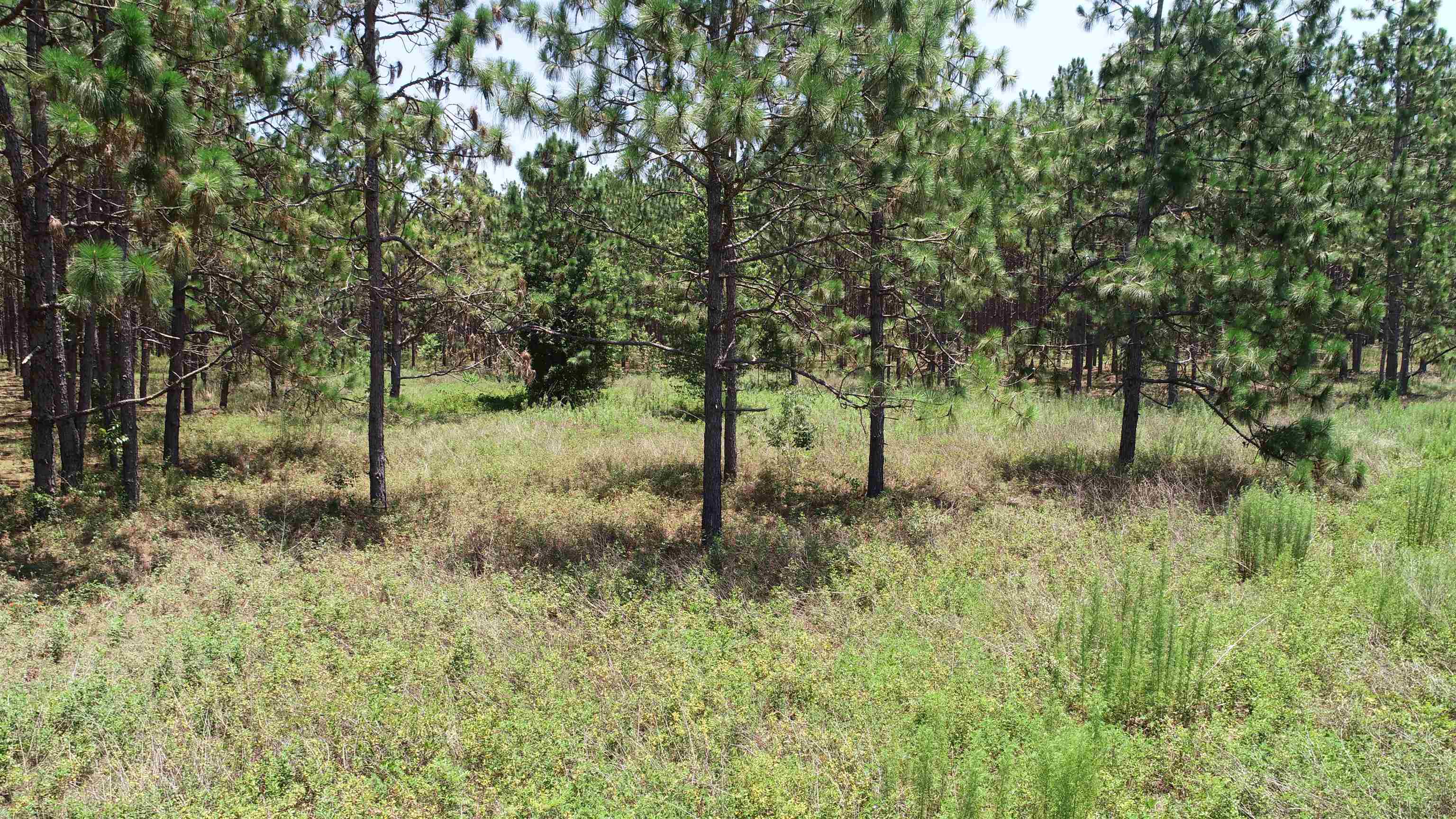 Southeast Midway Church Road Lee, FL 32059 - Photo 4 of 16 Gallery Image 4