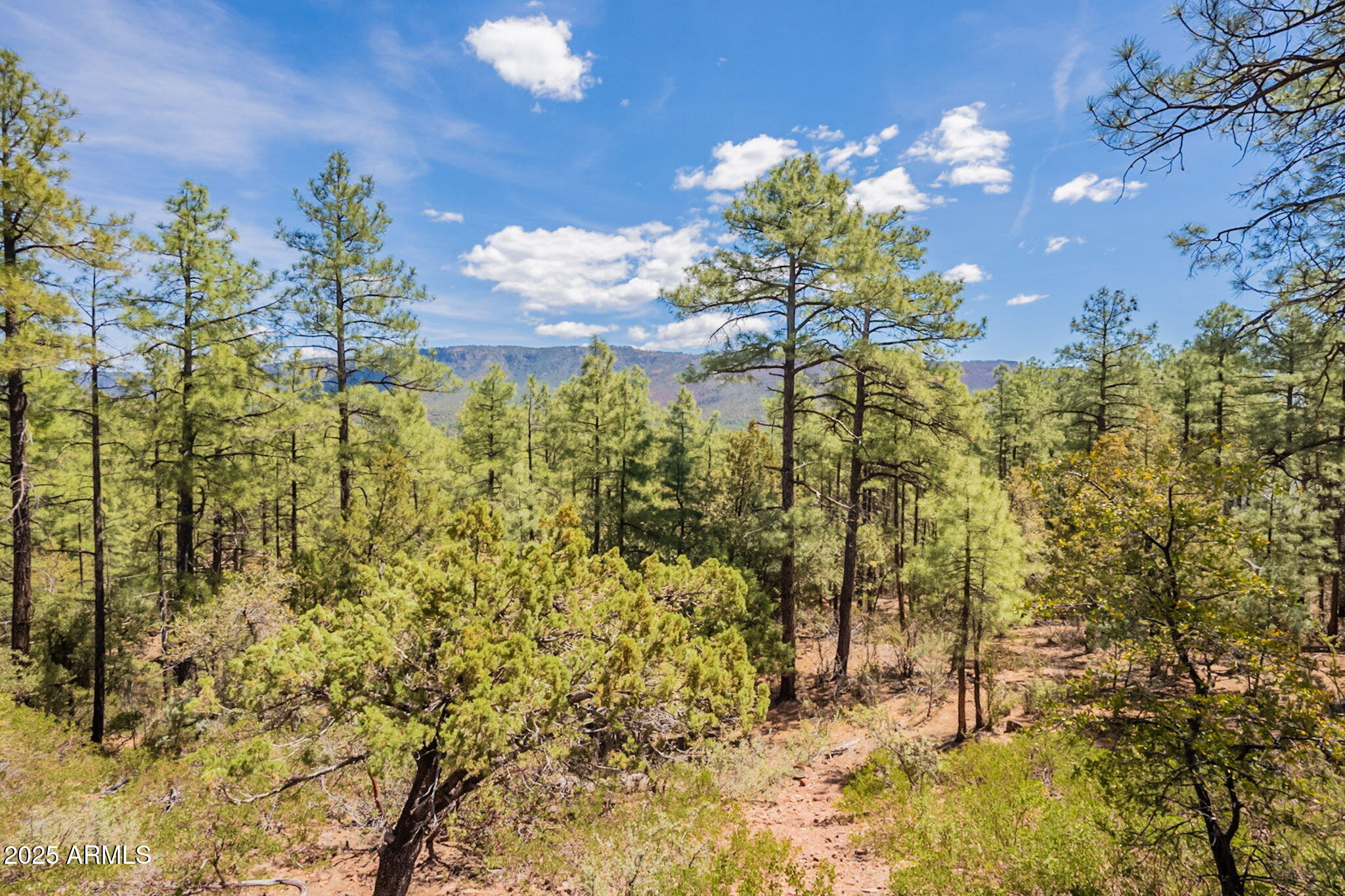 3524 Kelly Circle Pine, AZ 85544 - Photo 36 of 69 a view of a flower in a garden
