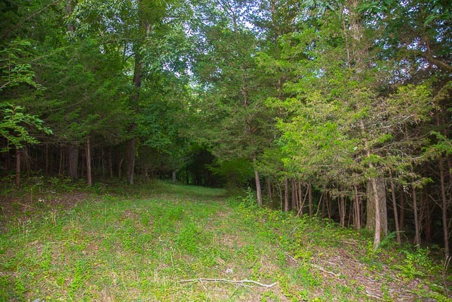 6822 Arno-Allisona Road College Grove, TN 37046 - Photo 18 of 24 a backyard of a house with lots of plants and tree