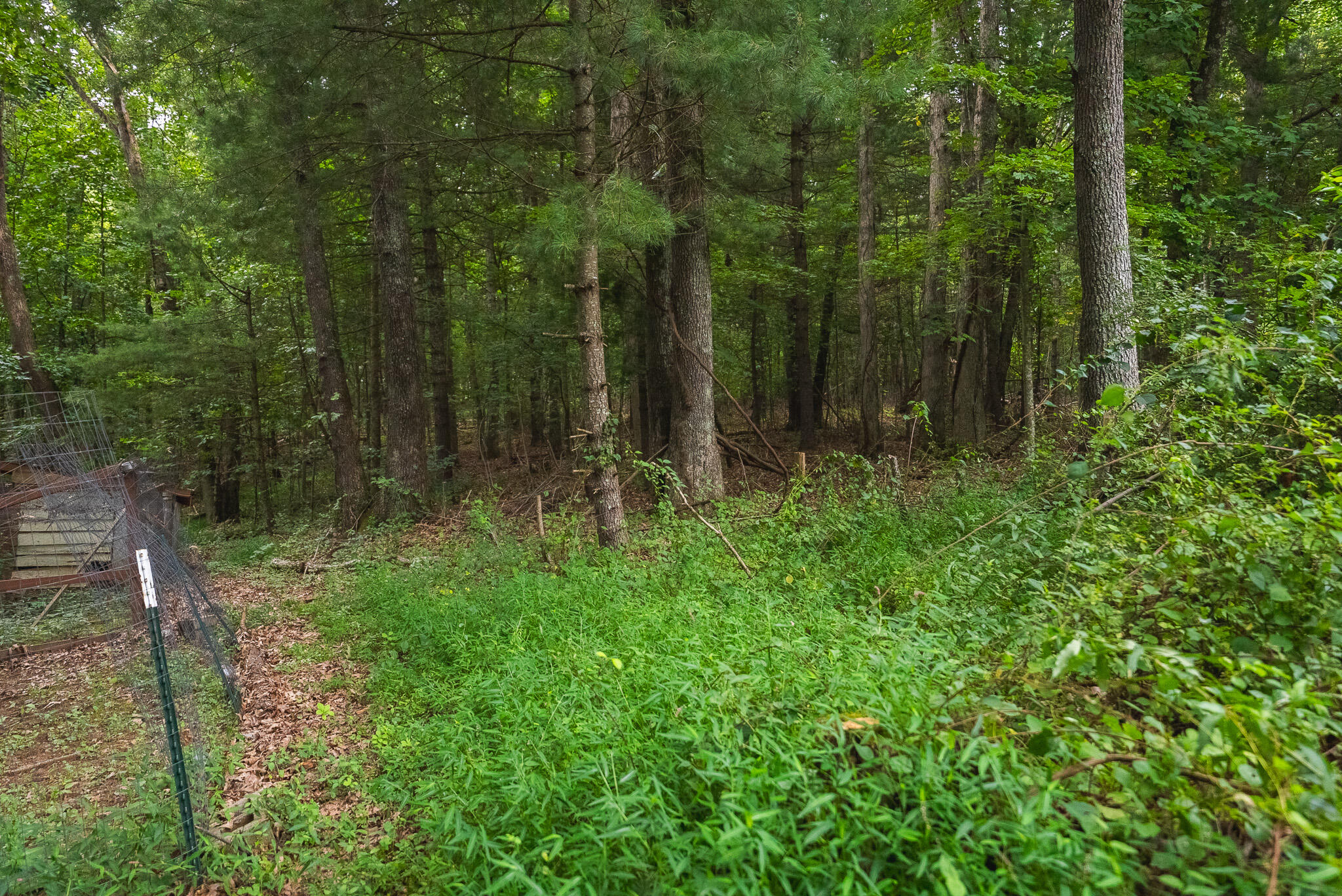788 Jacks Mill Road Southeast Copper Hill, VA 24079 - Photo 61 of 73 DSC09553