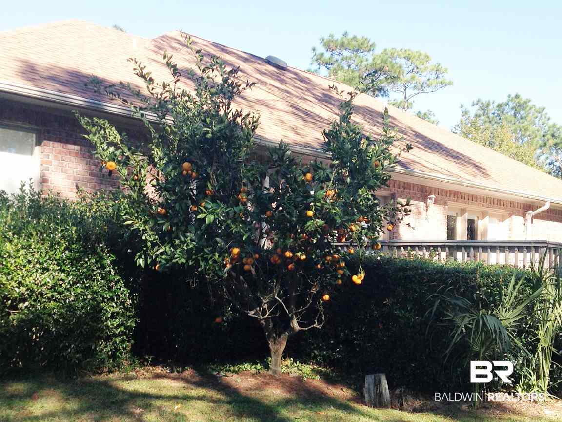 8132 Bay View Drive Foley, AL 36535 - Photo 36 of 50 One of 2 orange trees