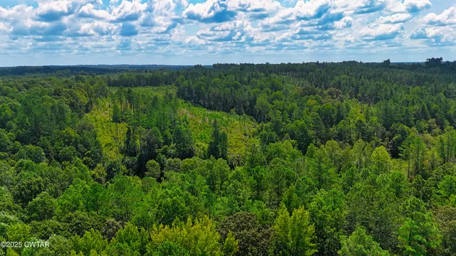 a view of a lush green forest with lots of trees