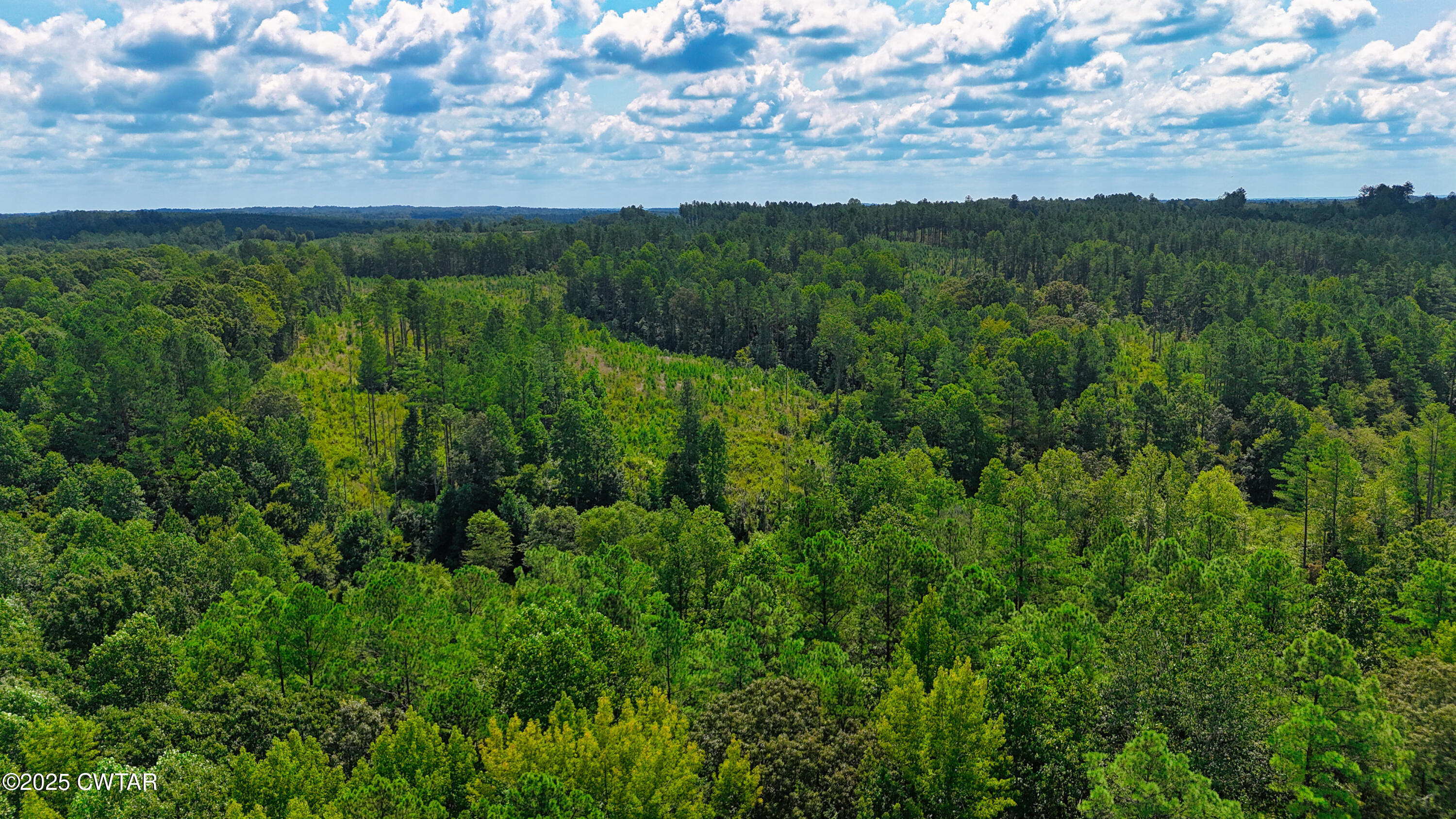 1575 Hurst Road Henderson, TN 38340 - Photo 3 of 7 a view of a lush green forest with lots of trees