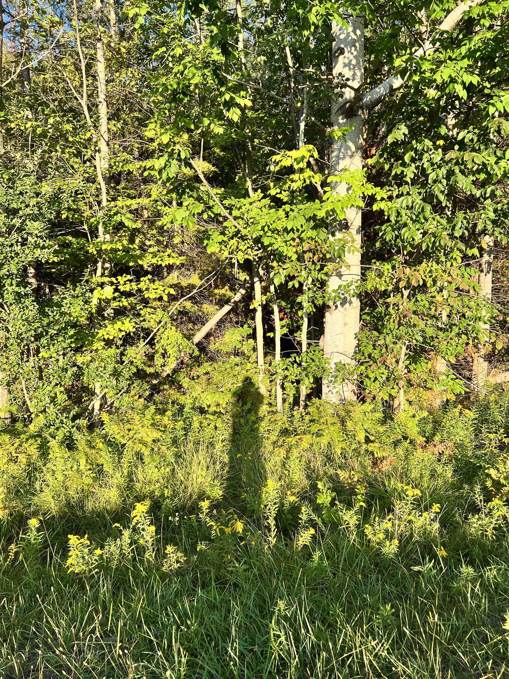 083-10 Swamp Road Beulah, MI 49617 - Photo 4 of 7