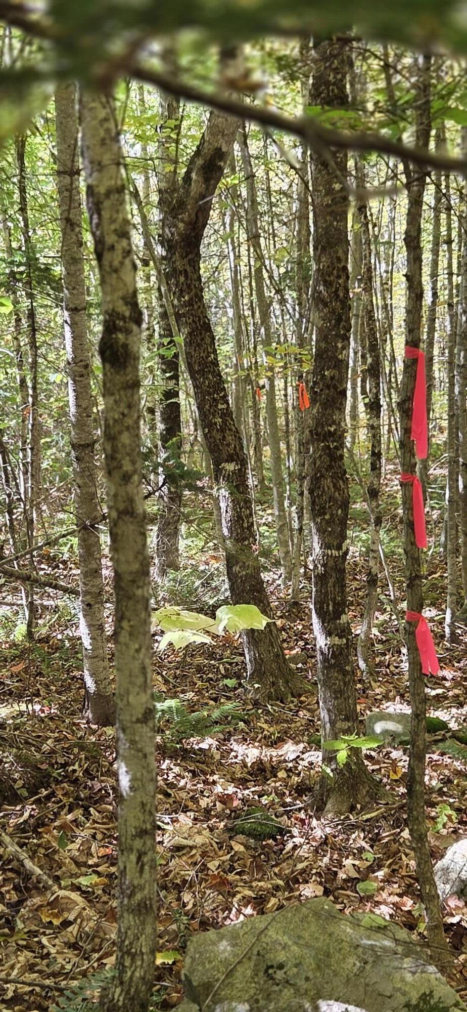 0 Taylor Cemetery Road Wellington, ME 04942 - Photo 6 of 6 Property Corner Marking Off Easment