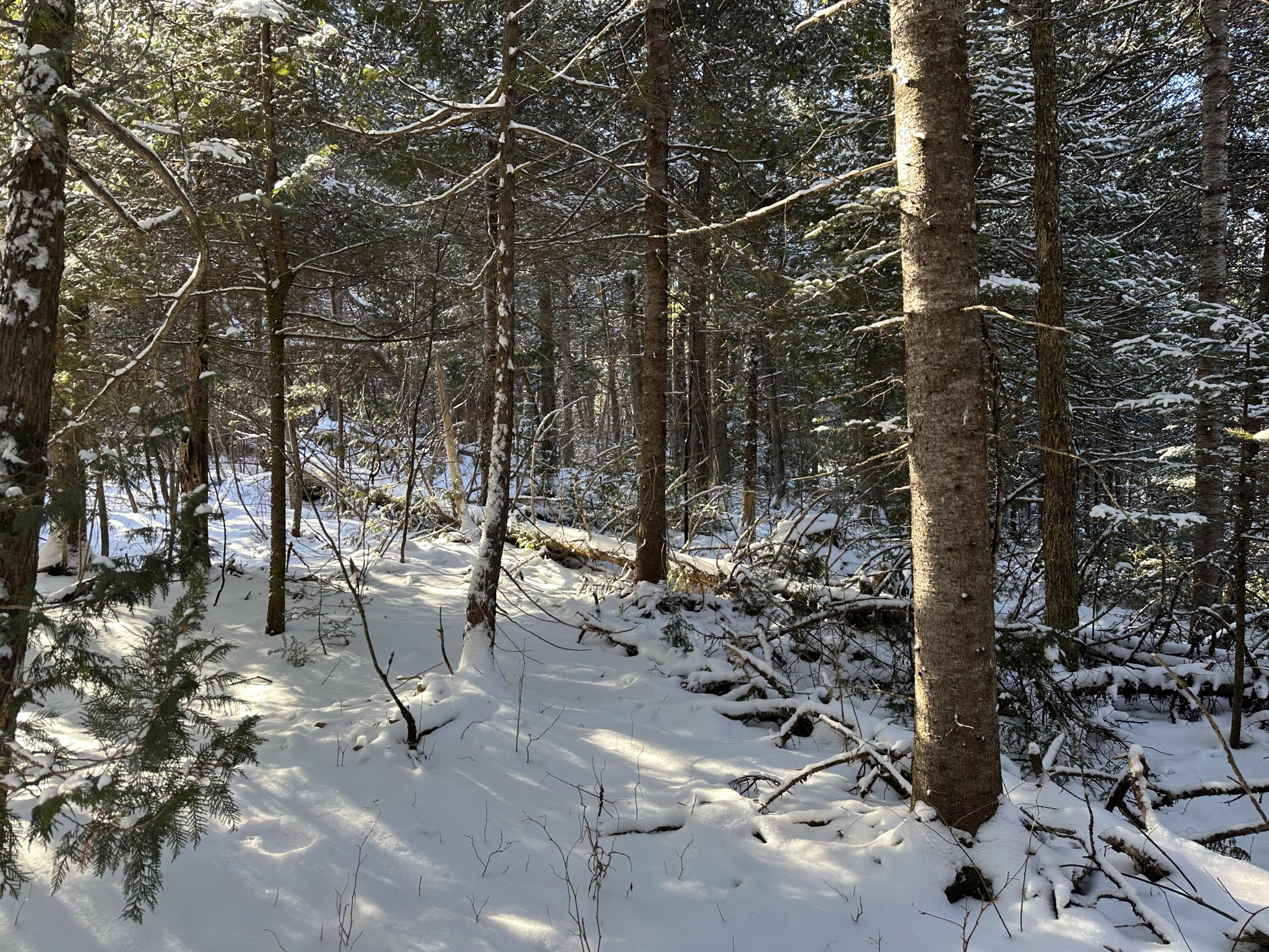 0 Wilcox Road Orient, ME 04471 - Photo 14 of 28 IMG_6159