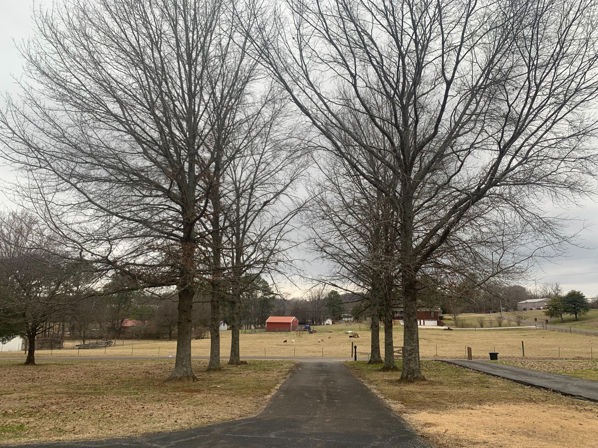891 Nance Road Pulaski, TN 38478 - Photo 14 of 26 a view of a park with trees