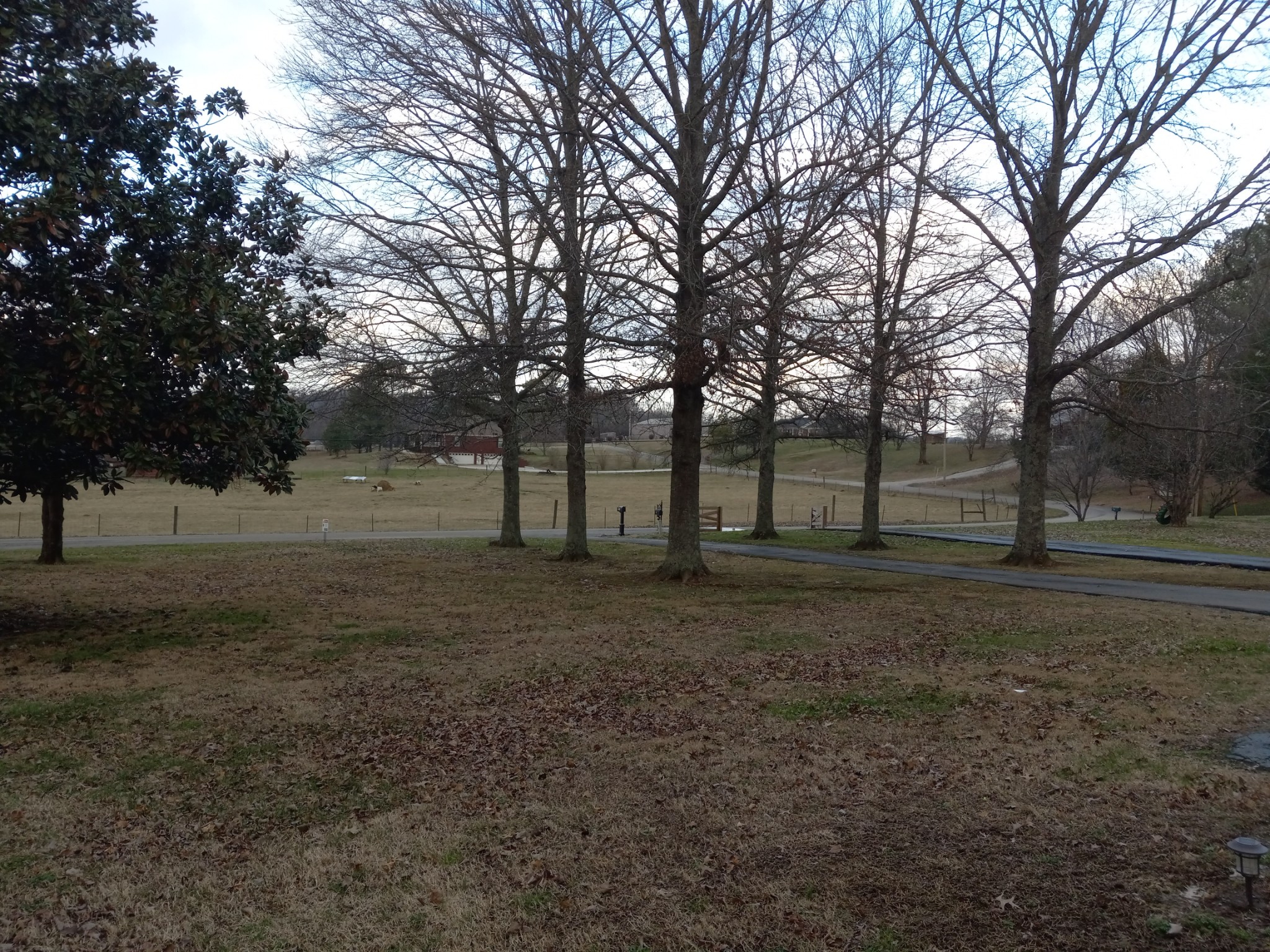 891 Nance Road Pulaski, TN 38478 - Photo 25 of 26 a view of a yard with tree s