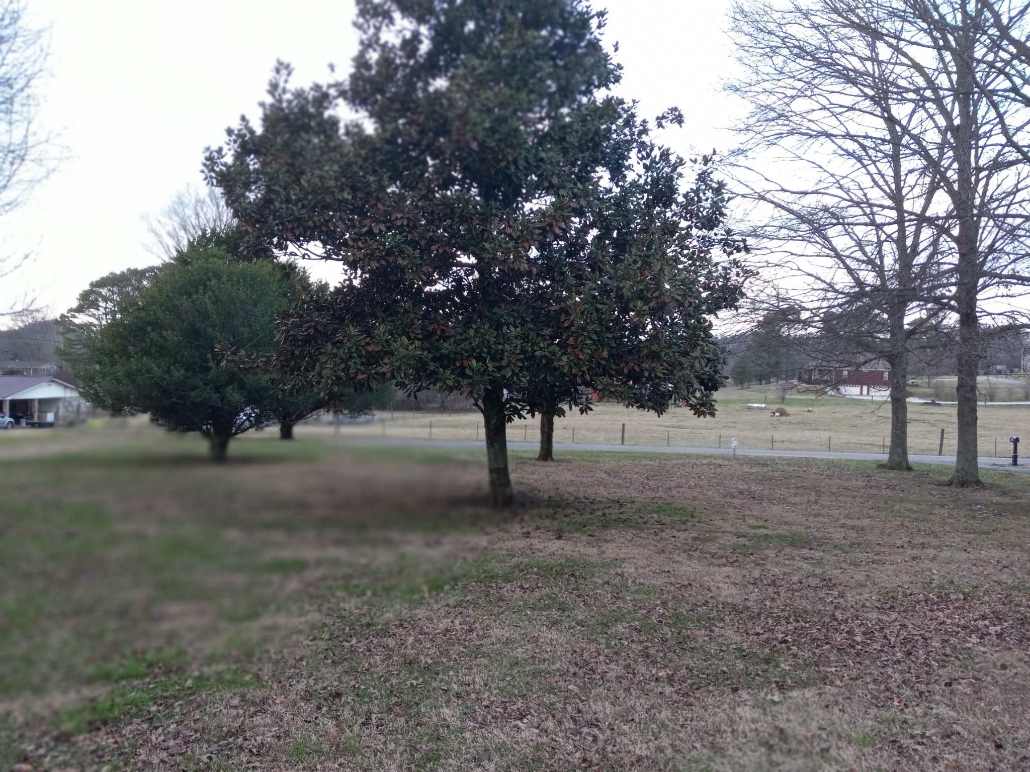 891 Nance Road Pulaski, TN 38478 - Photo 26 of 26 a view of a tree in the middle of a yard