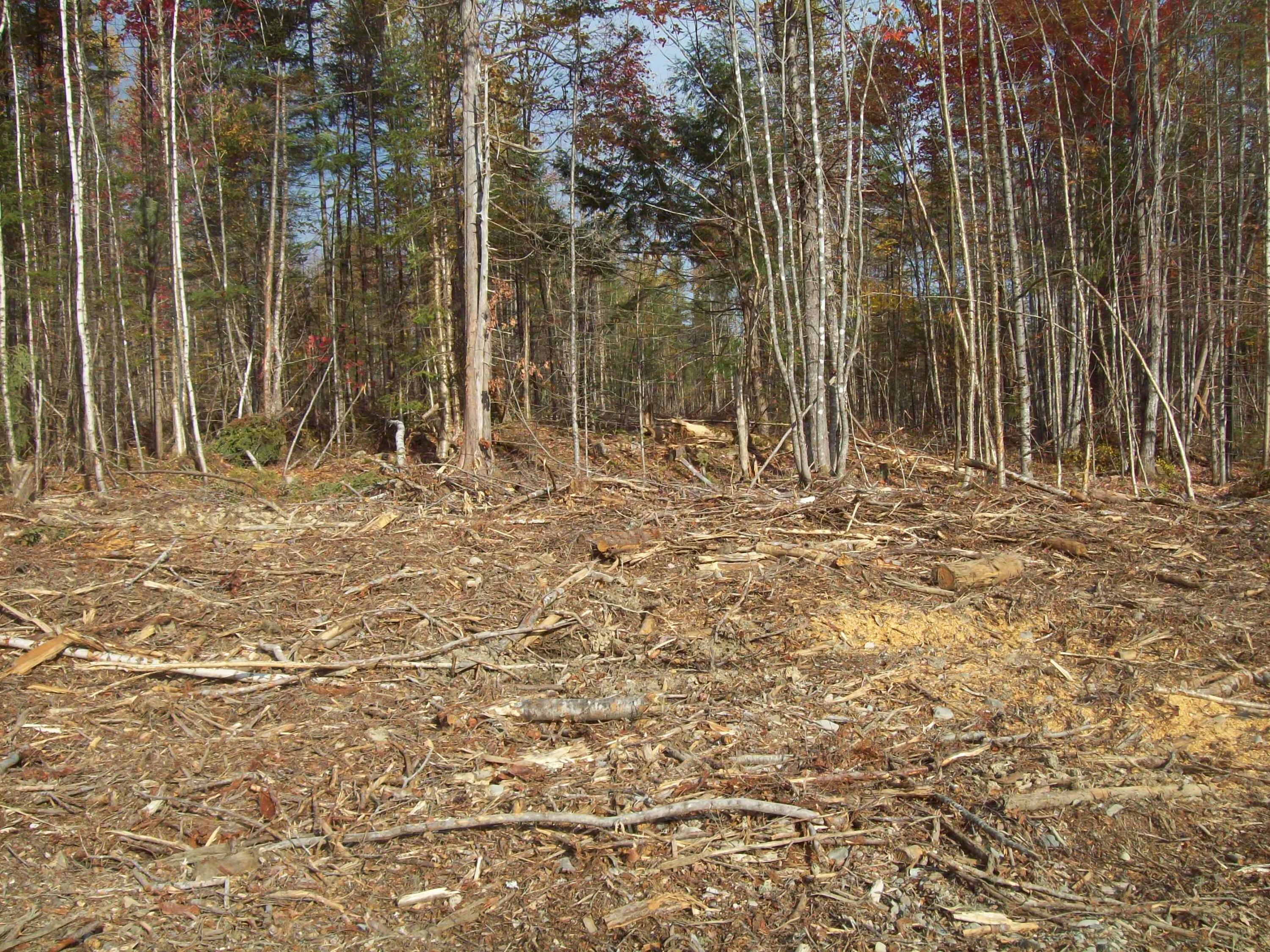 Tbd Tbd Road Carroll Plt, ME 04487 - Photo 11 of 12 100_2380
