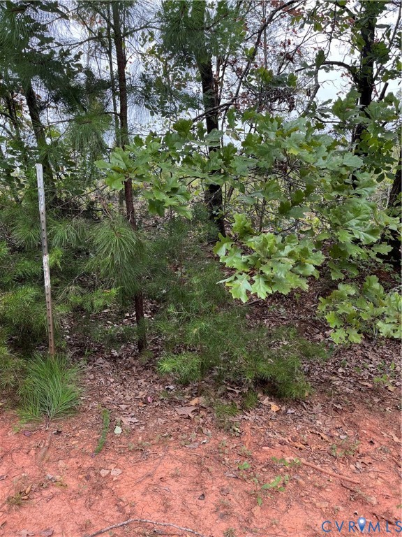 27 Aspen Grove Road Farmville, VA 23901 - Photo 5 of 8 a view of a forest that has a tree