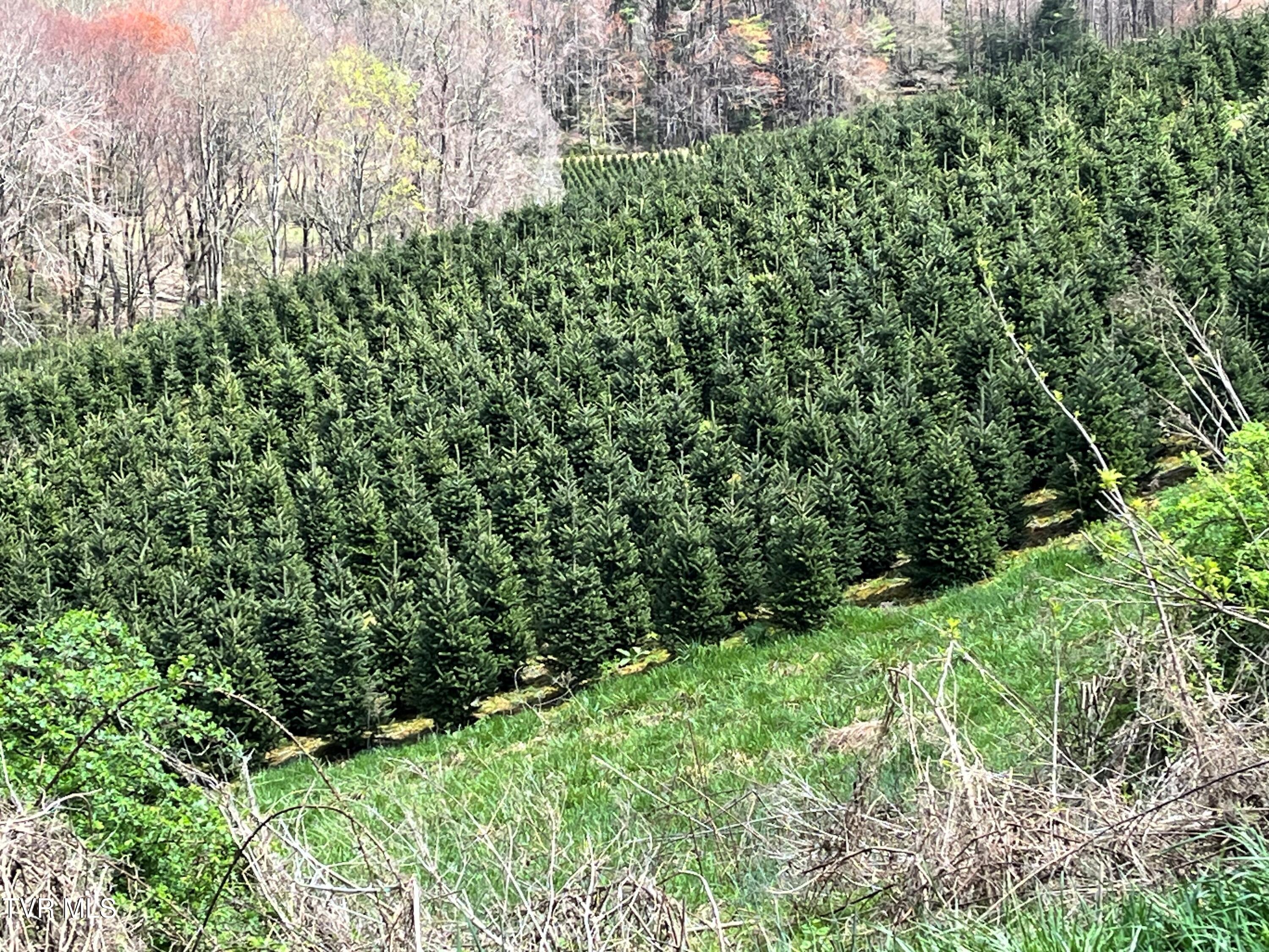 0 Heaton Branch Road Butler, TN 37640 - Photo 16 of 16 19 Heaton Branch