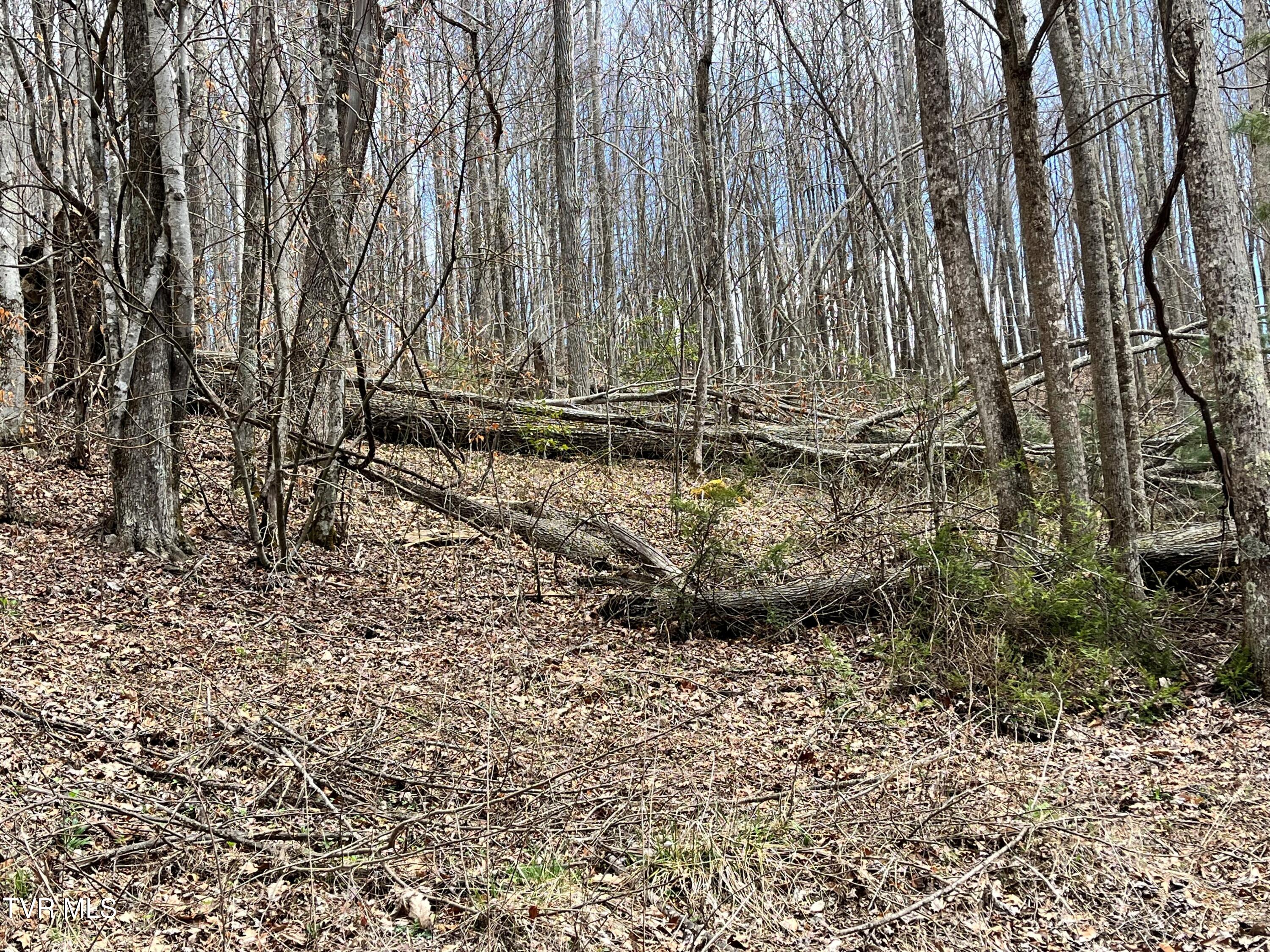 0 Heaton Branch Road Butler, TN 37640 - Photo 3 of 16 14 Heaton Branch