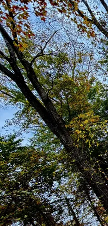 $9,800 | Lot 302 Hilcrest/helen Drive, Silverwood, MI 48760