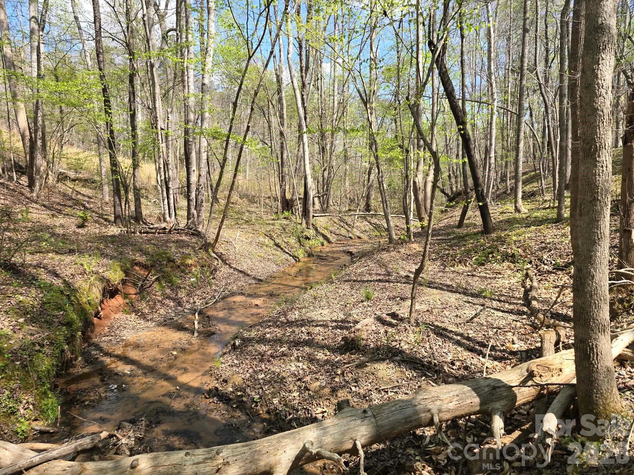 a picture of trees