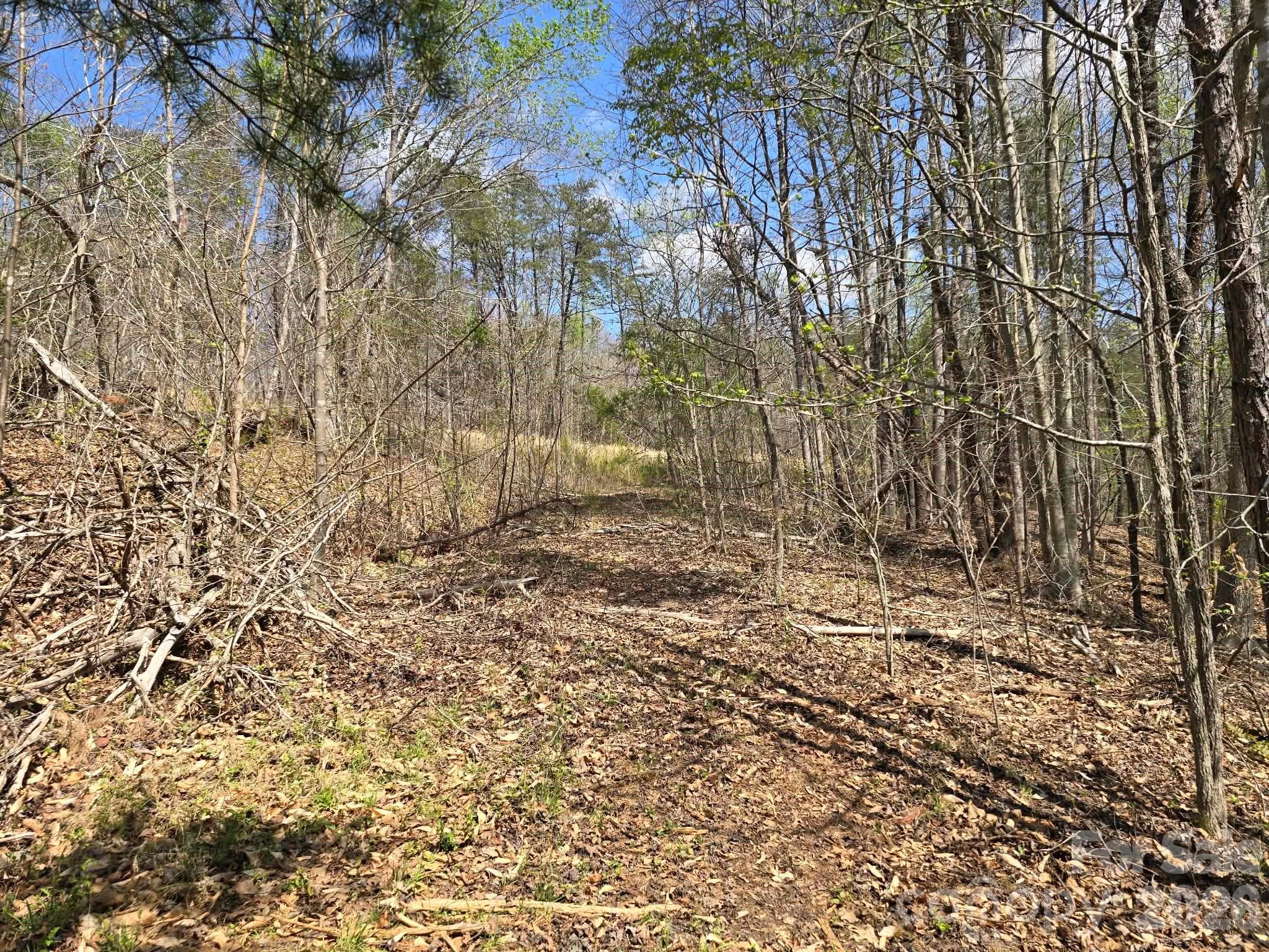 Lot 26 Grandview Drive, Unit 26 Rutherfordton, NC 28139 - Photo 11 of 13 a view of a yard with trees