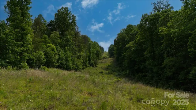 a view of a lush green forest