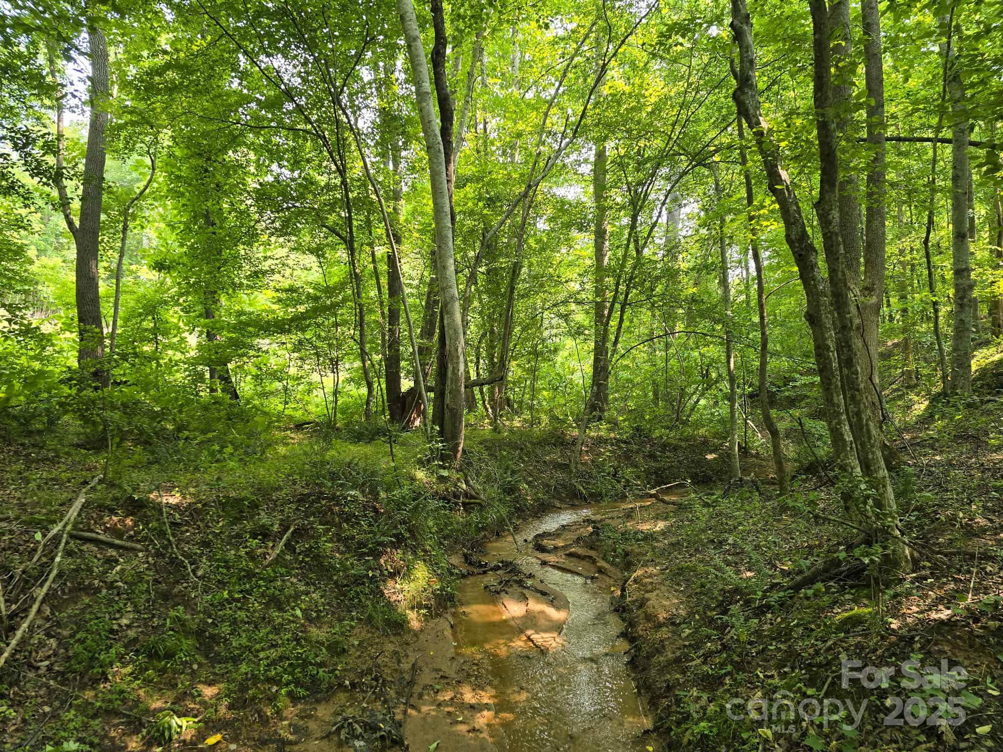 Lot 26 Grandview Drive, Unit 26 Rutherfordton, NC 28139 - Photo 2 of 19 a view of a lush green forest