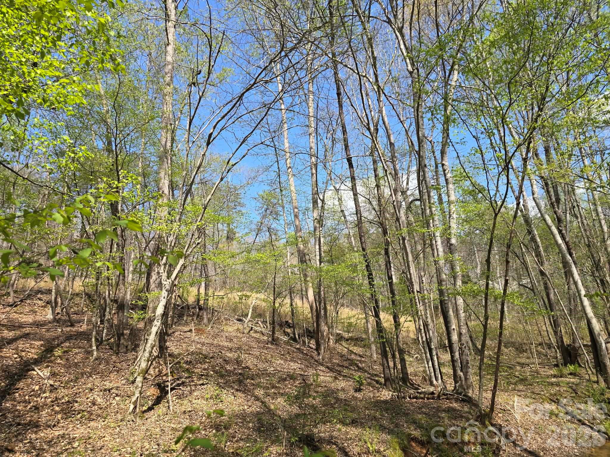 Lot 26 Grandview Drive, Unit 26 Rutherfordton, NC 28139 - Photo 4 of 13 a backyard of a house with lots of trees