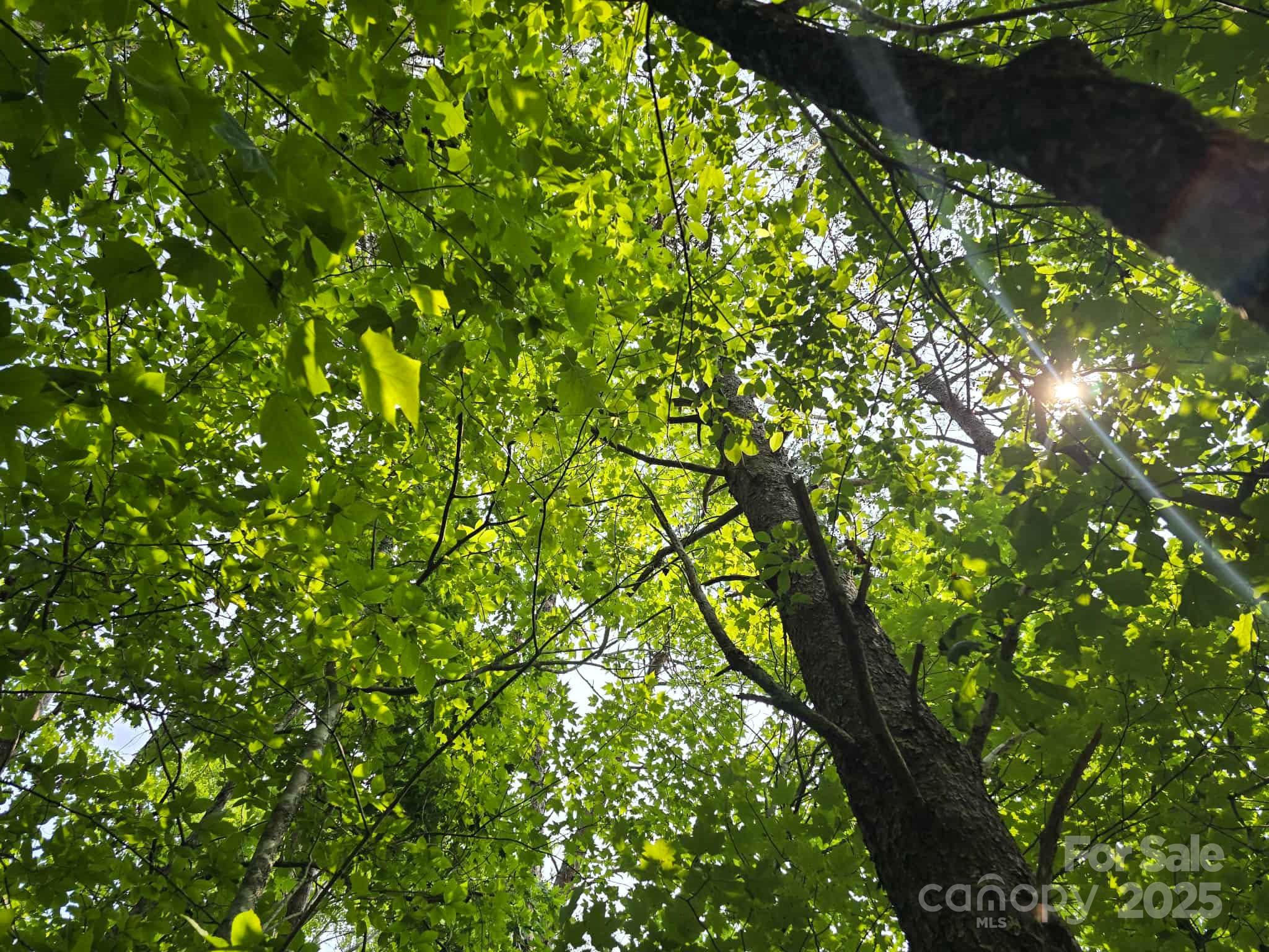 Lot 26 Grandview Drive, Unit 26 Rutherfordton, NC 28139 - Photo 7 of 19 a backyard of a house with lots of green space