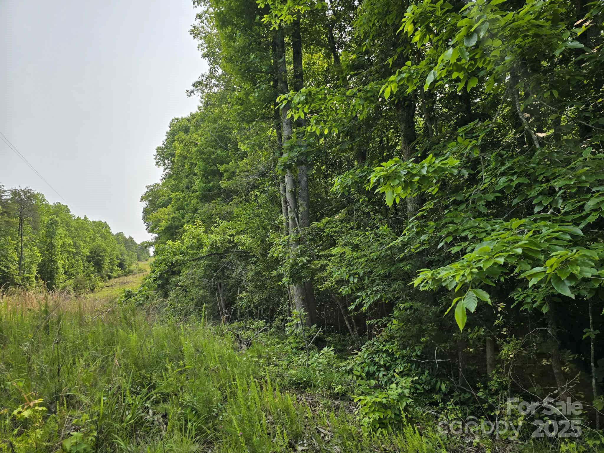Lot 26 Grandview Drive, Unit 26 Rutherfordton, NC 28139 - Photo 8 of 19 a view of a lush green forest