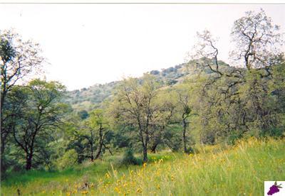 0 Lot Road Squaw Valley, CA 93675 - Photo 10 of 10 Gallery Image 10