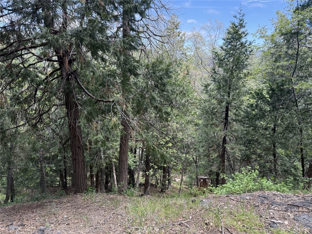 a view of a forest with trees in the background