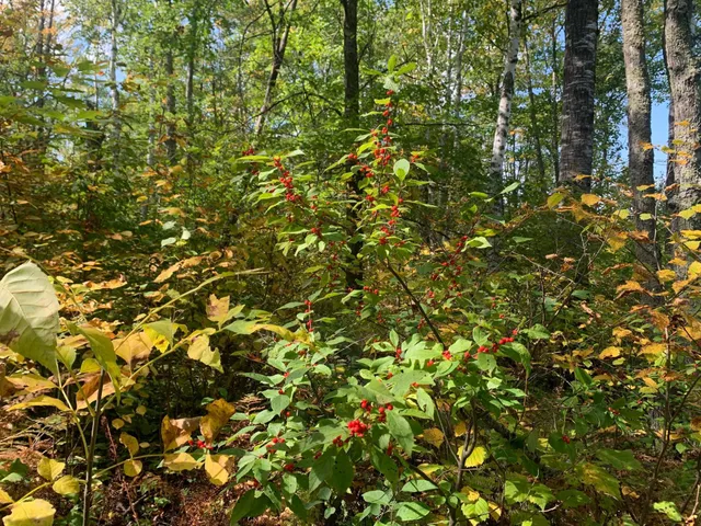 $453,200 | 14331 395th Lane, McGregor, MN 55760