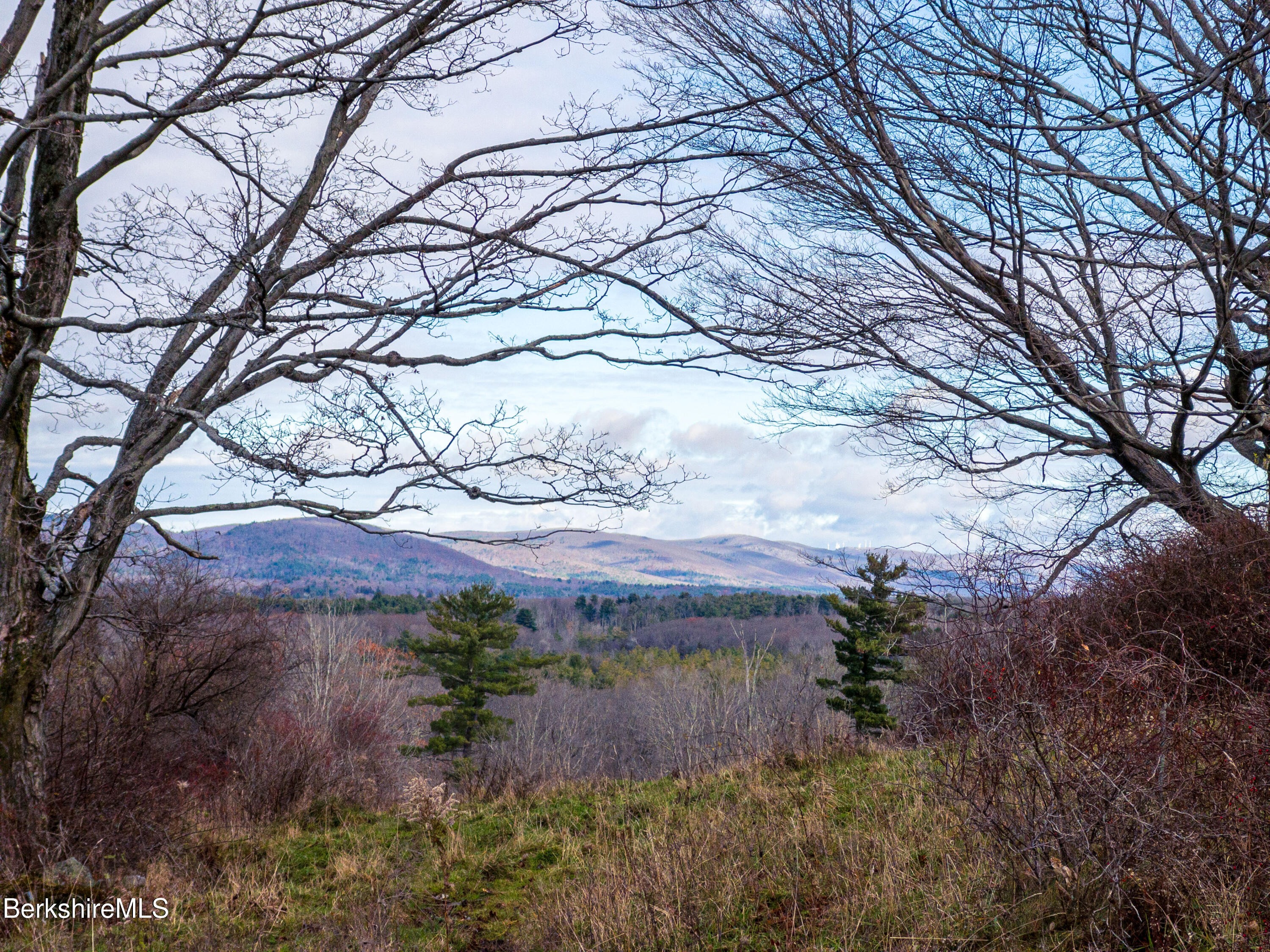 1130 E Road Richmond, MA 01254 - Photo 39 of 53 a view of a yard with a tree