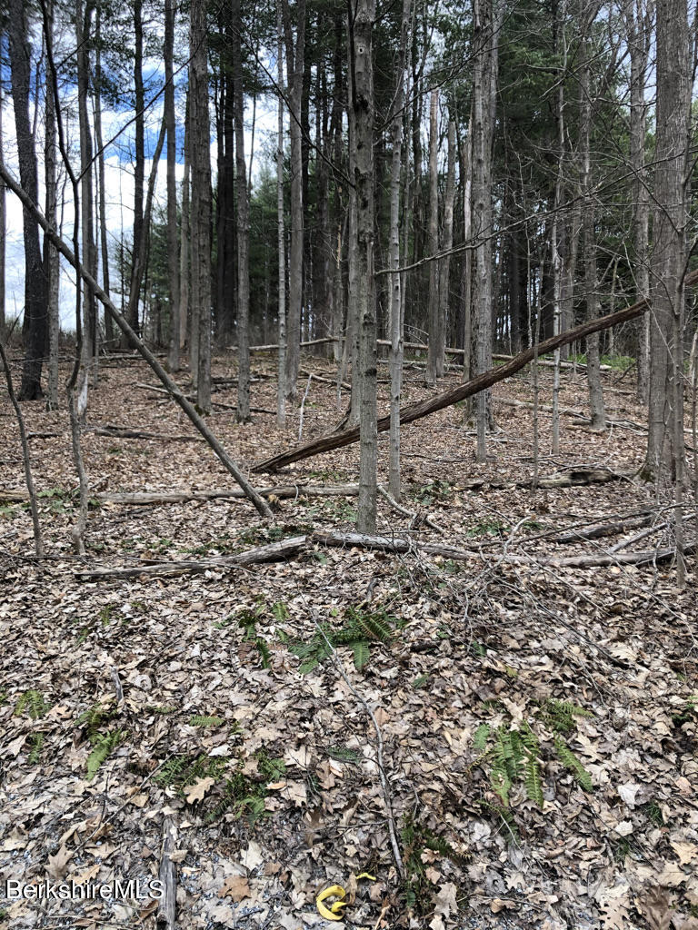 Hill Road West Stockbridge, MA 01266 - Photo 2 of 3 a view of outdoor space with lots of trees