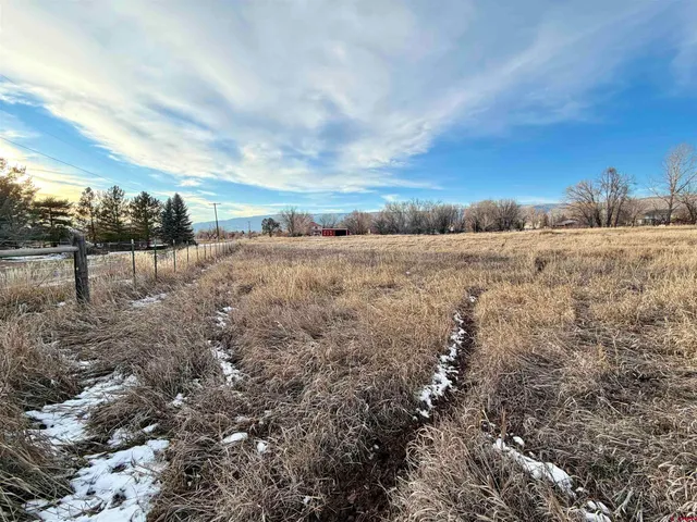 a view of a yard with trees
