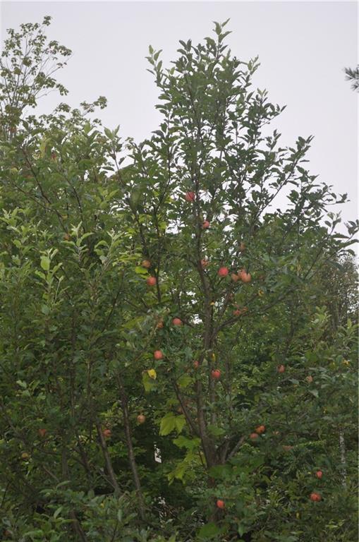 41 Town Road Lagrange, ME 04453 - Photo 9 of 23 Apples!