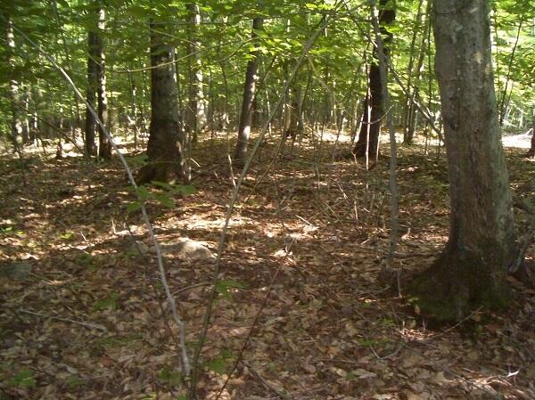 67 Paddock Lane Frye Island, ME 04084 - Photo 2 of 15 Lot 904