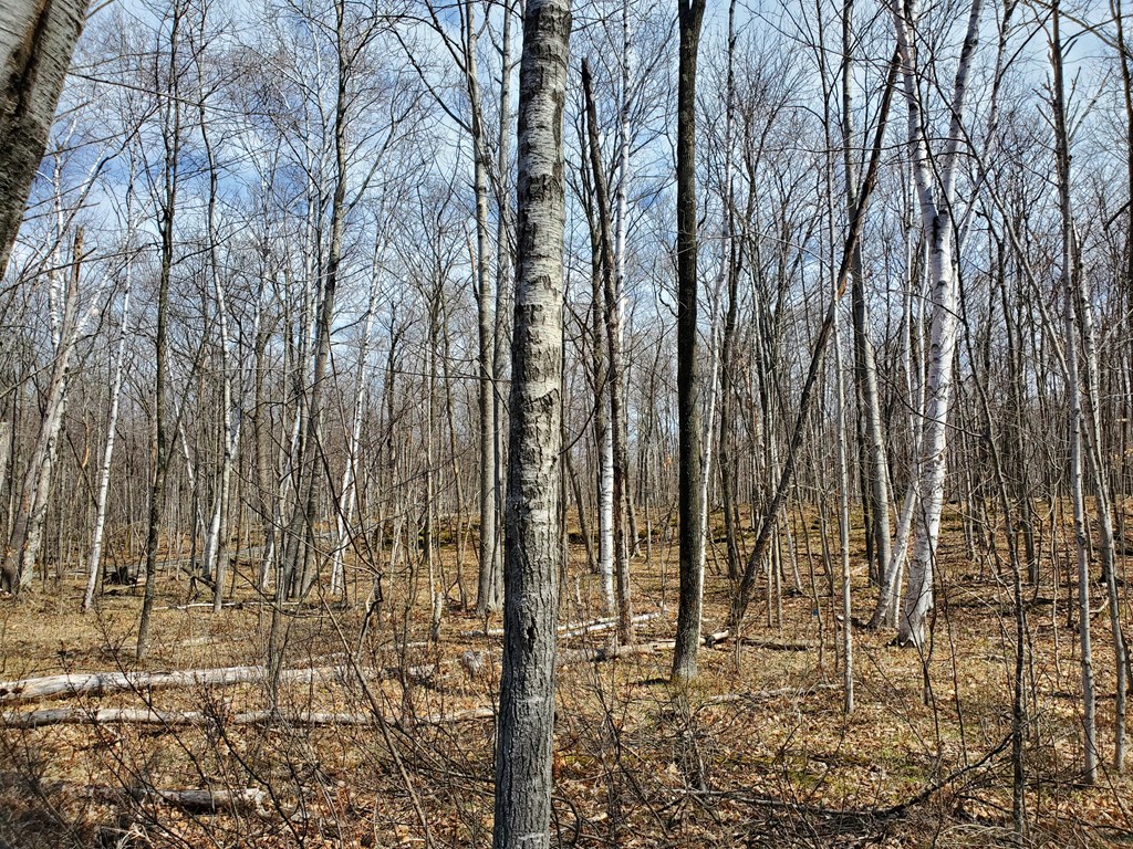 Lot 3 Red Cherry Road Baileys Harbor, WI 54202 - Photo 5 of 11 Gallery Image 5