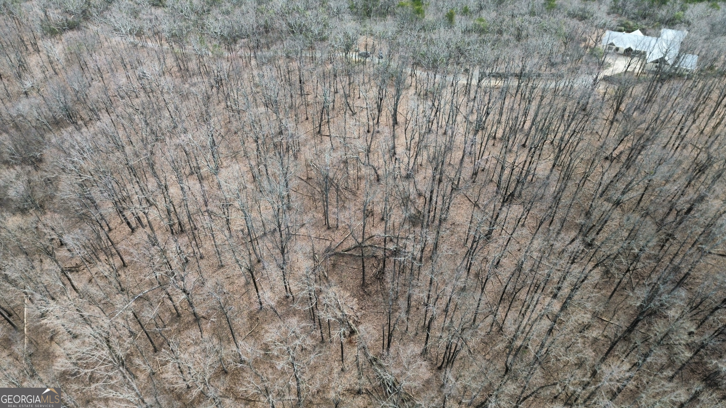 0 Clearview Drive Talking Rock, GA 30175 - Photo 2 of 8 a close up of a plant