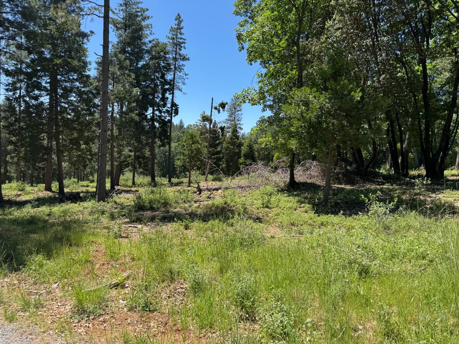 a view of outdoor space with trees all around