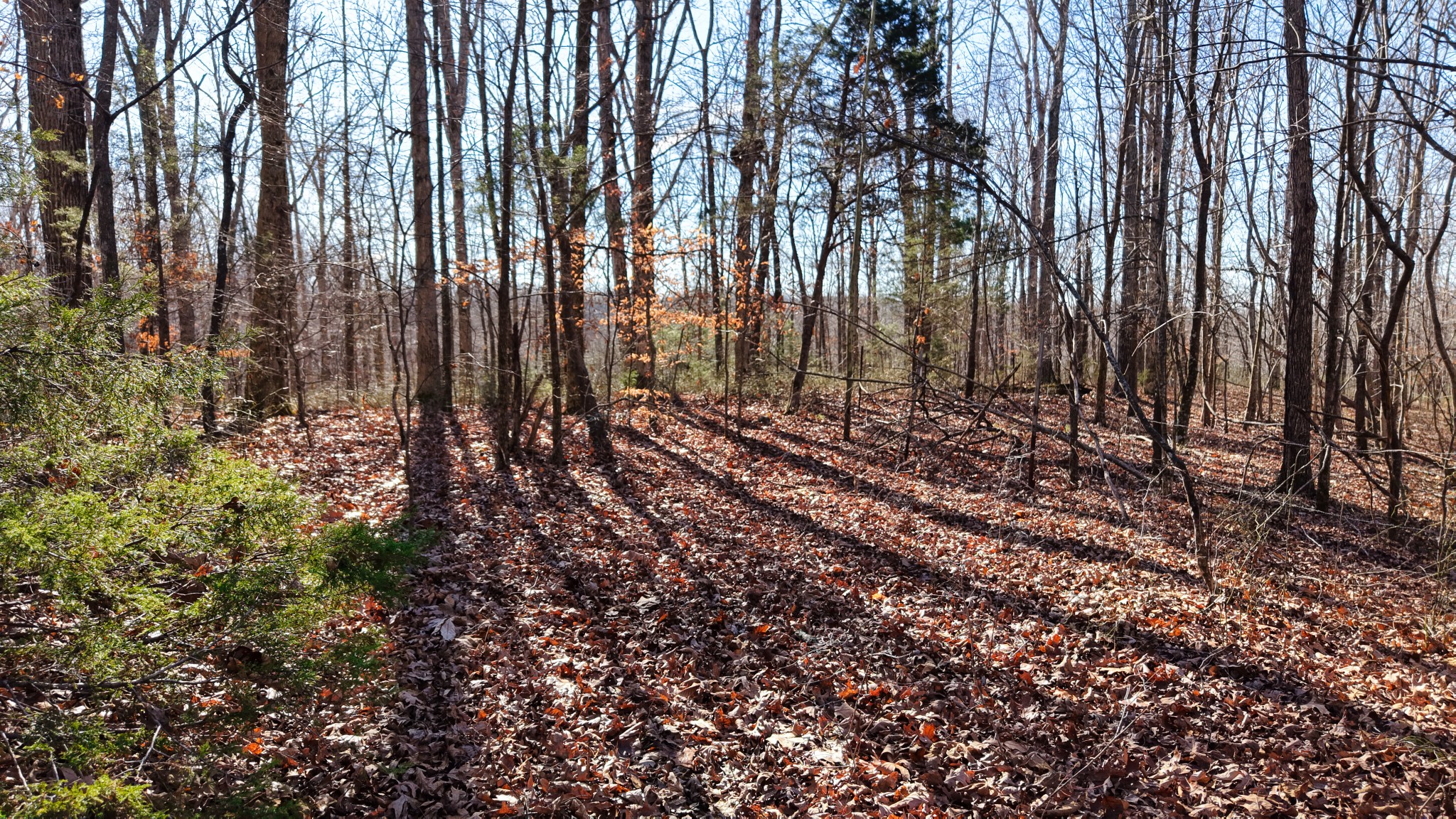 0 Old Swan Road Centerville, TN 37033 - Photo 11 of 24 a view of a yard with large trees