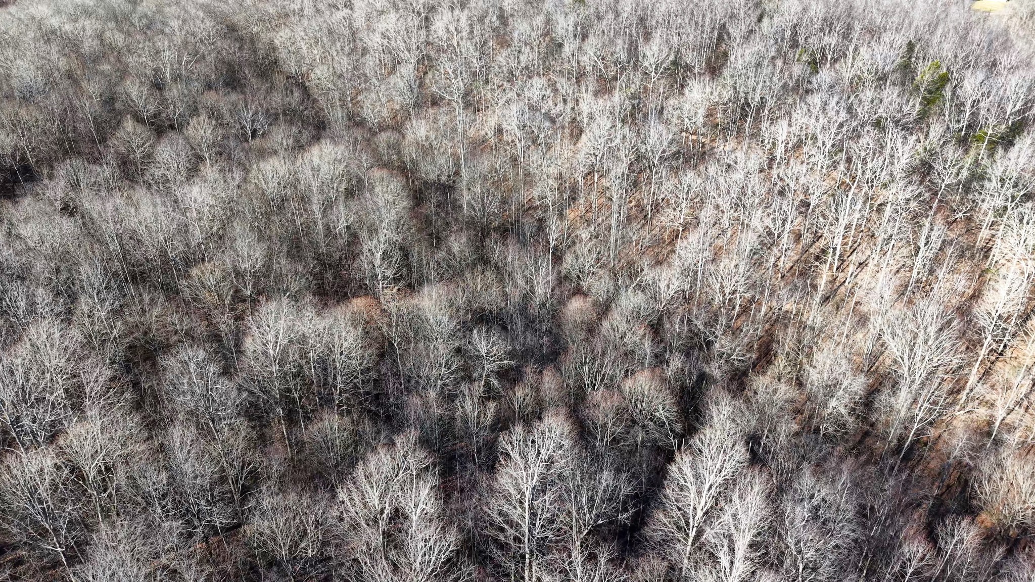 0 Old Swan Road Centerville, TN 37033 - Photo 21 of 24 a view of a dry yard