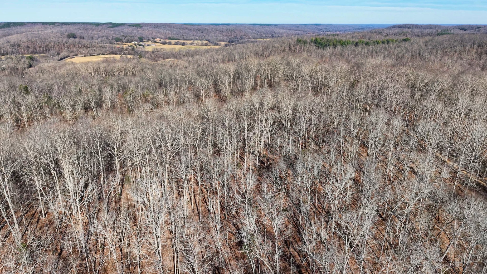 0 Old Swan Road Centerville, TN 37033 - Photo 7 of 24 a view of a dry yard with trees
