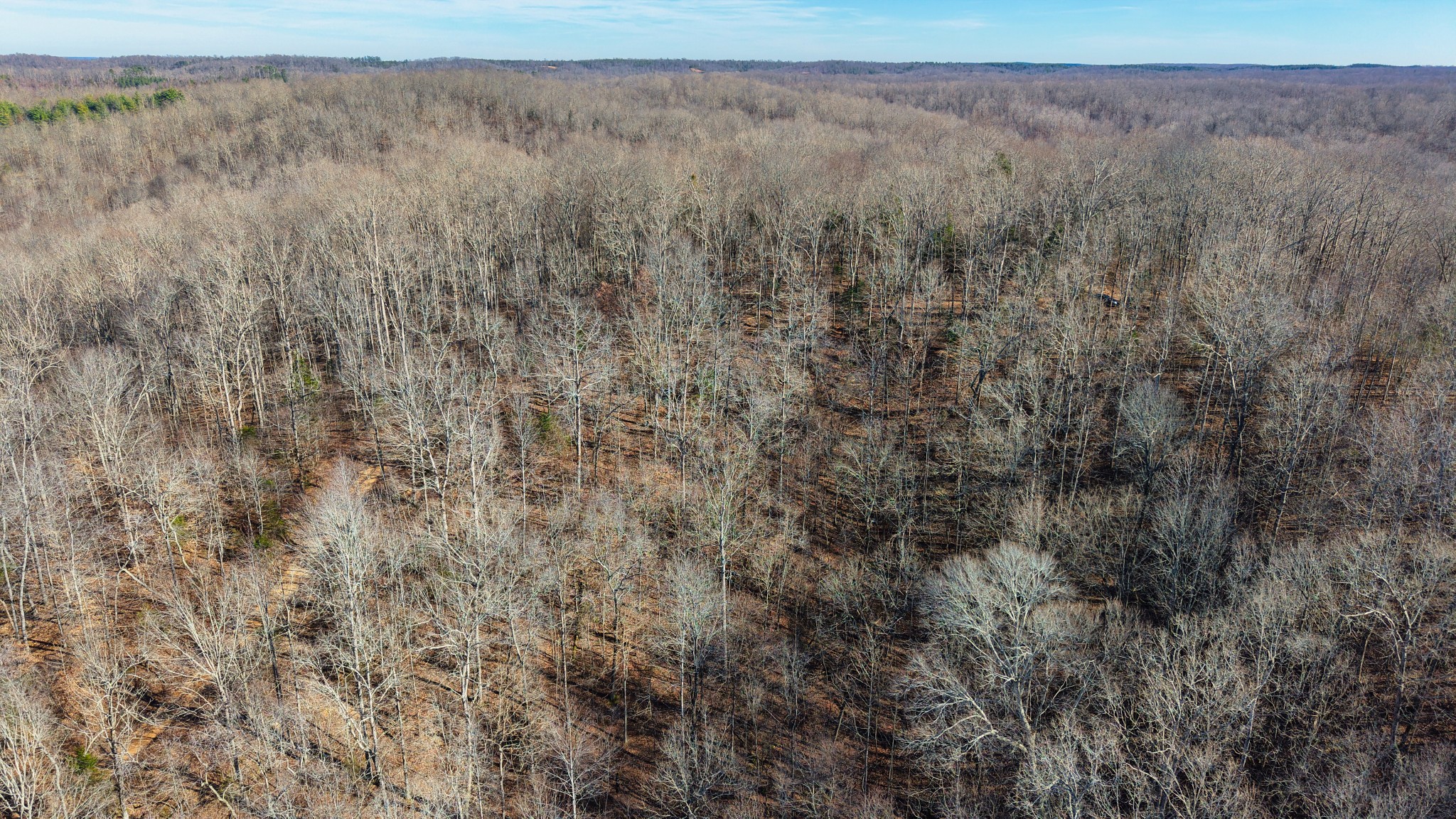 0 Old Swan Road Centerville, TN 37033 - Photo 8 of 24 a view of a dry yard with trees
