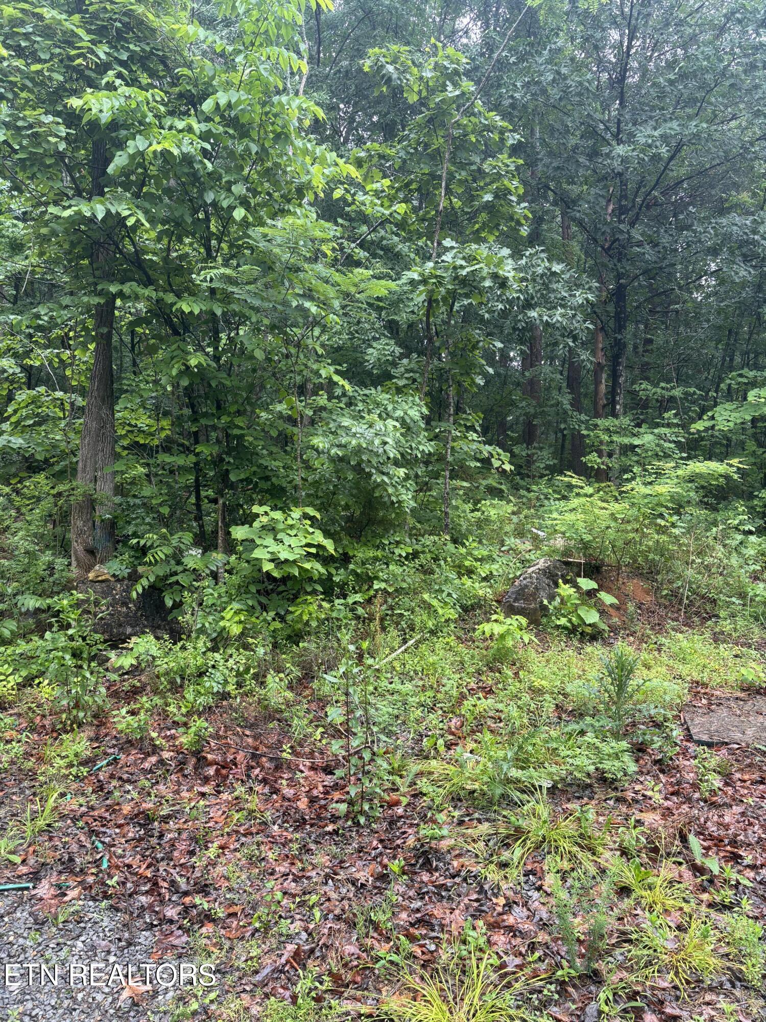 Morrell Springs Road Newport, TN 37821 - Photo 14 of 18 IMG_0079