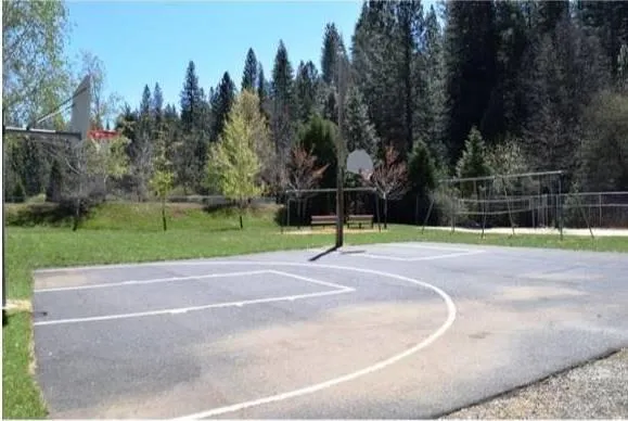 a view of a yard with tree s