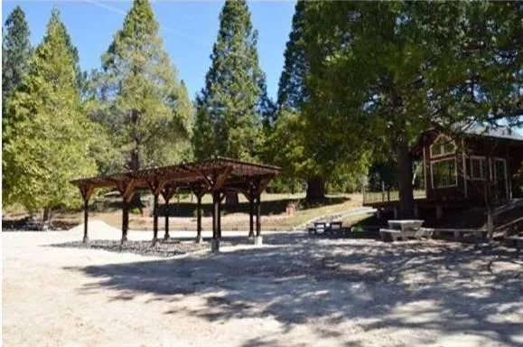 a view of a tree in the middle of a yard