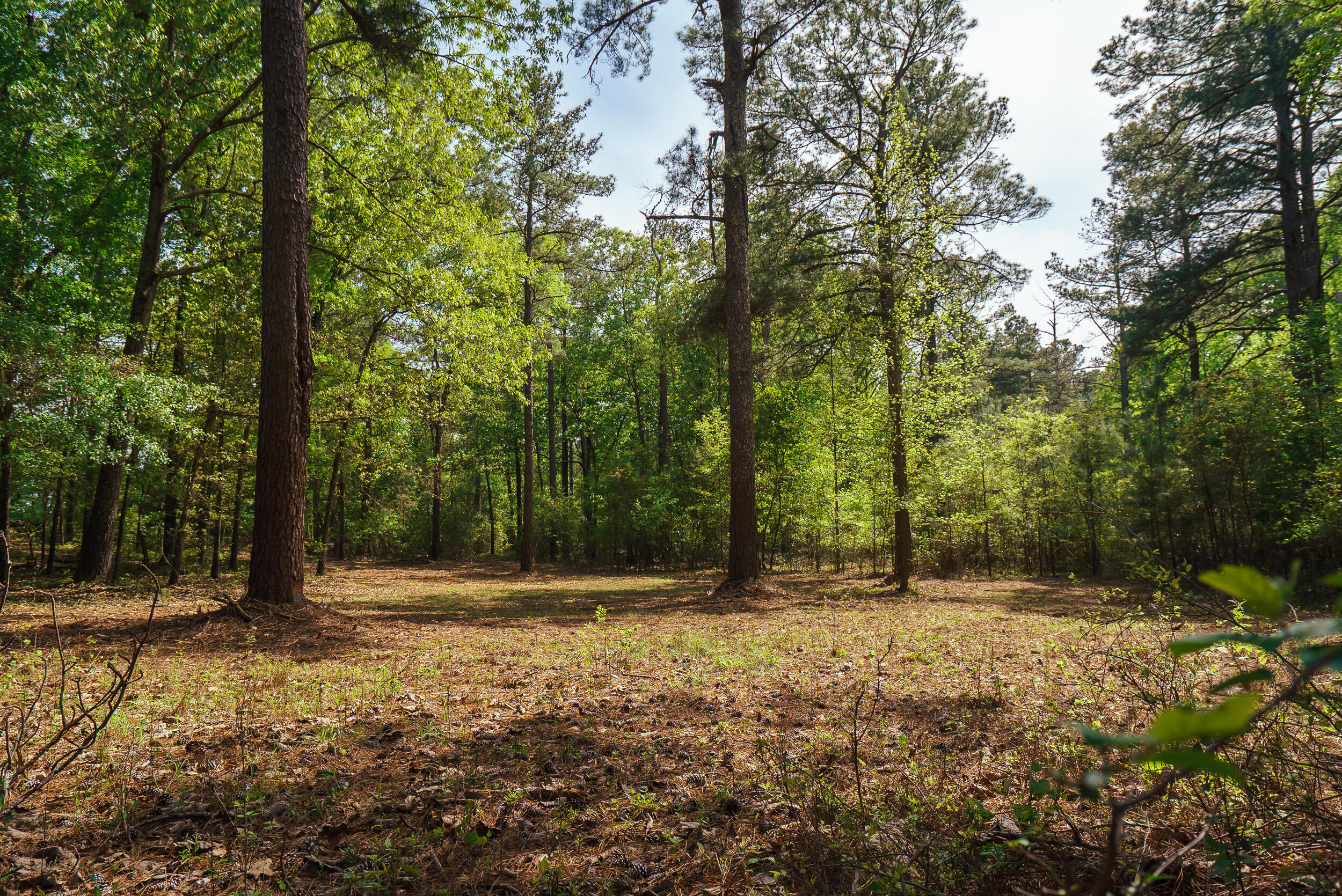 Lot 3 Banks Mill Road Southeast Aiken, SC 29803 - Photo 42 of 42