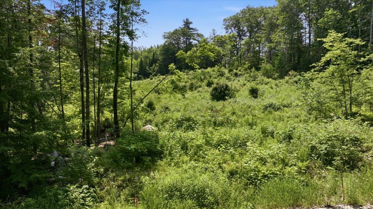 273 Wiley Road Greene, ME 04236 - Photo 15 of 21 Lot from Road