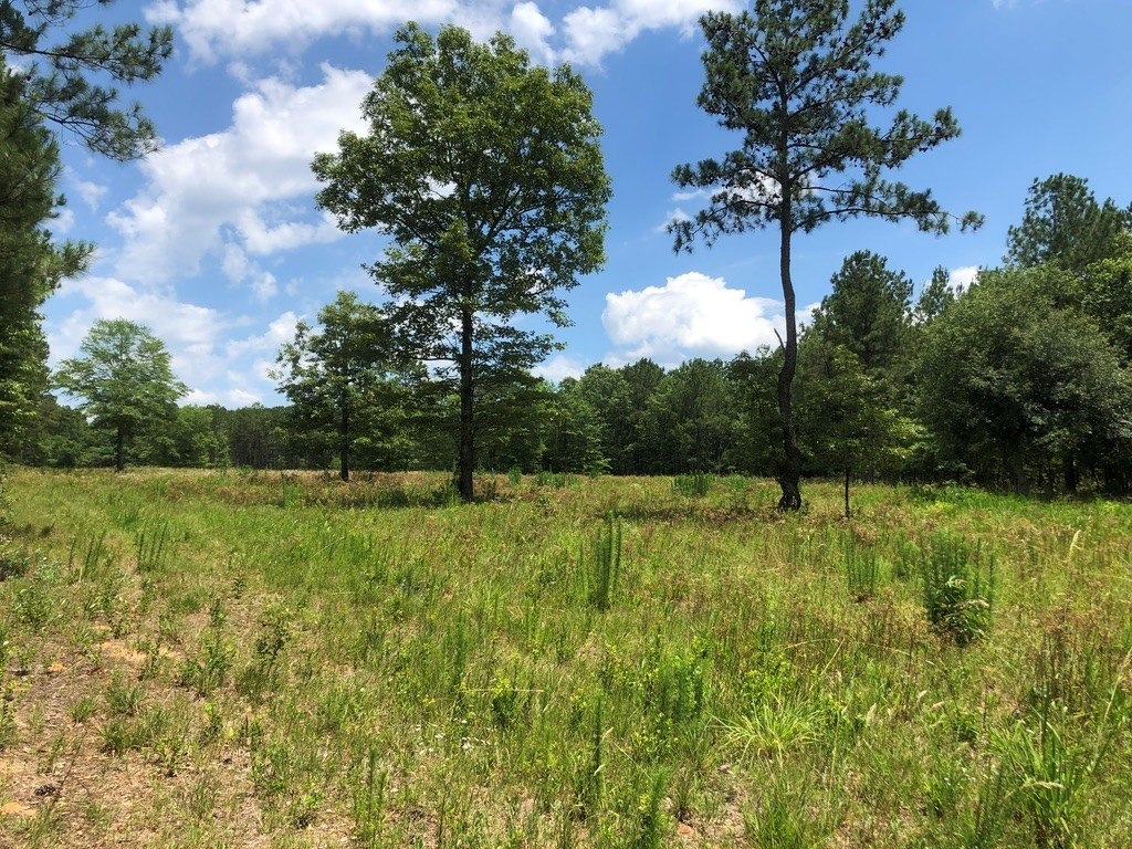 6.33-acres Implement Road Aiken, SC 29803 - Photo 13 of 18