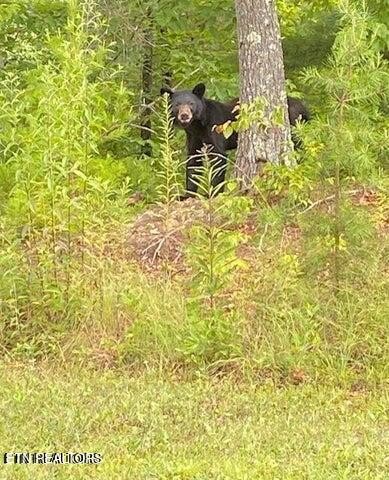 6 Deep Spring Lane Sevierville, TN 37862 - Photo 6 of 11