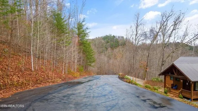 a view of a dry yard with trees