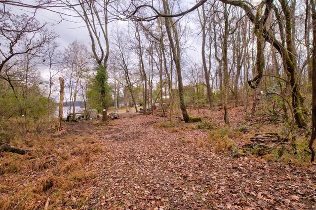 a view of covered with trees