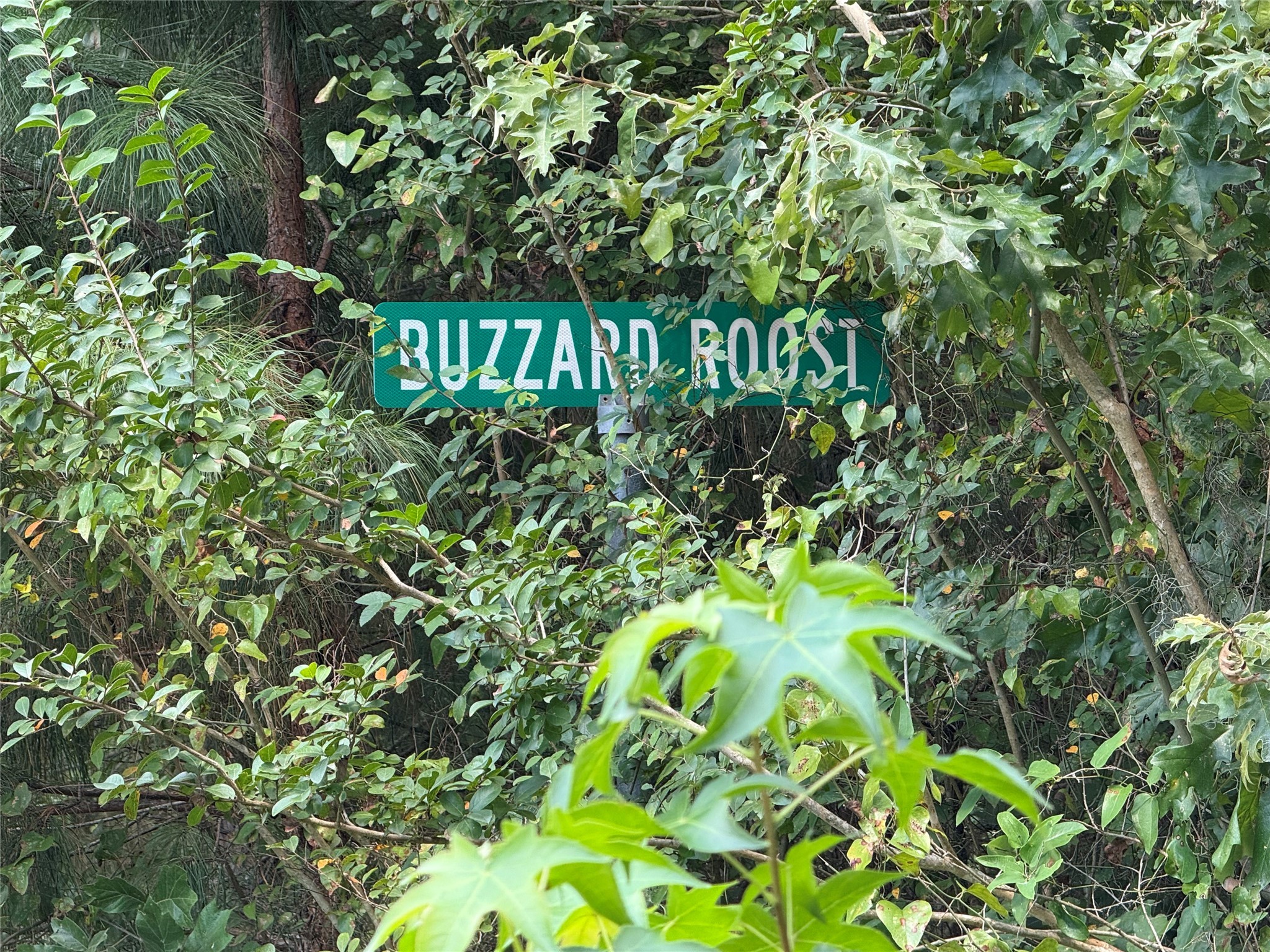 Tbd Buzzard Roost Trail Trinity, TX 75862 - Photo 9 of 18